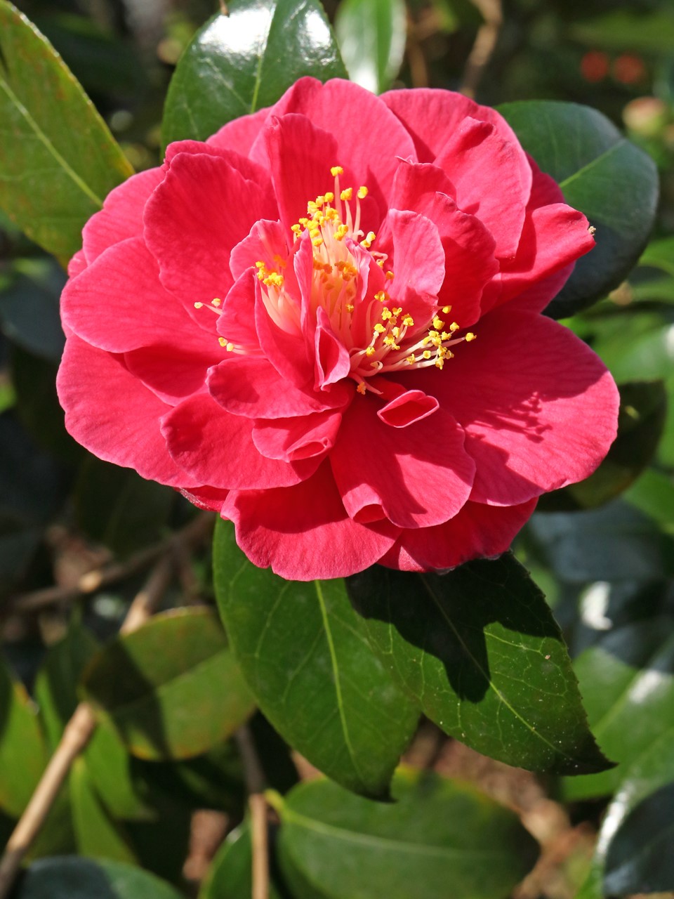 C. japonica ' Virginia Carlyon'